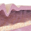 Understanding the Effects of Collagen and Elastin Breakdown on Skin Tightening